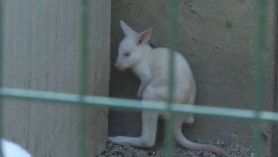 Бебе кенгуру албинос е атракцията в зоопарка в Павликени
