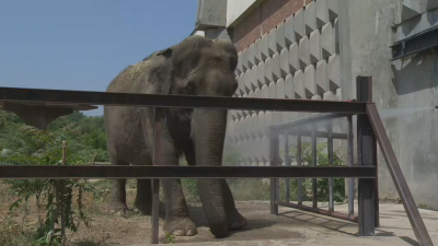 Жега и в столичния зоопарк: Къпят слоницата Артайда, за да я разхладят (ВИДЕО)