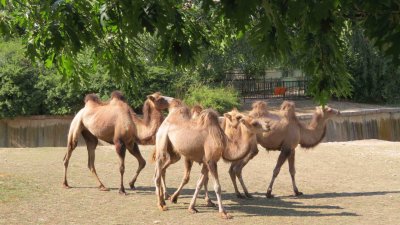 4 камили са новите обитатели на Столичния зоопарк (Снимки)