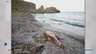 Труп на делфин изхвърлен от вълните на неохраняемия плаж край