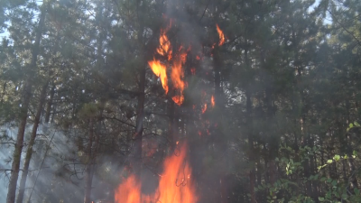 Повече от 100 огнеборци и горски служители се борят с пожара край Свиленград