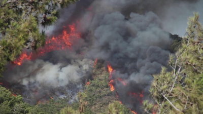 Турция остава в плен на унищожителните горски пожари През изминалата