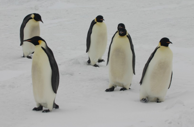 Императорските пингвини - на изчезване?