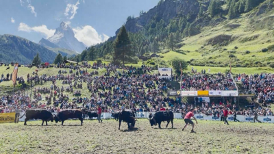 100 швейцарски крави се бориха за титлата "Кралицата на Матерхорн"