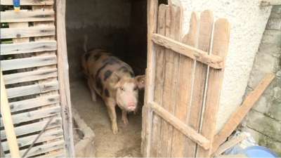 Откриха огнище на чума по свинете и в село Красново