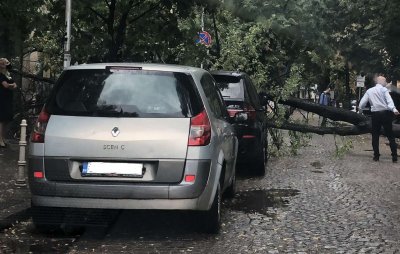 Дърво е паднало върху автомобил на ул Кракра в София
