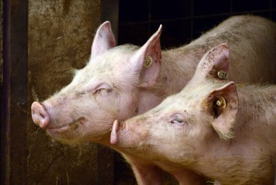 Откриха огнище на чума по свинете във ферма в пазарджишкото село Априлци