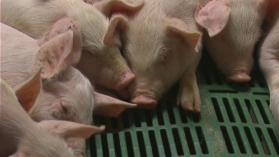 От Асоциацията на свиневъдите в България настояват за спешна среща