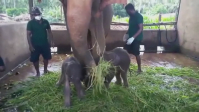Слончета близнаци се родиха в Шри Ланка за първи път от 80 години