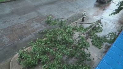 Ураганът Айда взе първа жертва Мъж почина след като дърво
