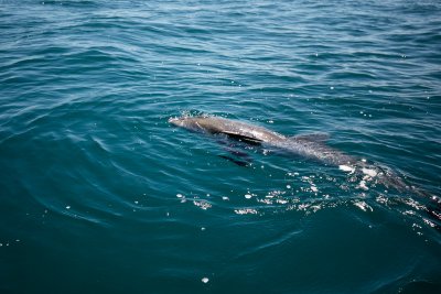 Хиляди делфини биват избити само за ден в европейски води