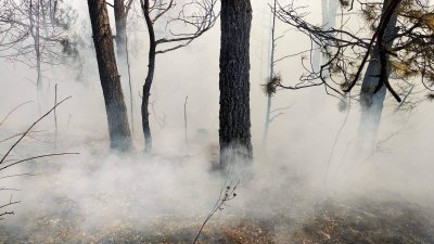 Храсти и сухи треви горят край Хаджидимово (Видео + Снимки)