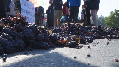 Лозари от цяла България негодуват срещу ниските цени на гроздето