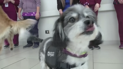 Кучета помагат на пациентите в чилийска болница