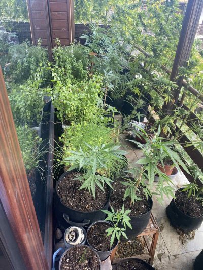 Мобилна лаборатория за производство на синтетични наркотици и миниферма за