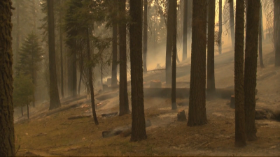 Спасиха най-голямото дърво в света от горските пожари в Калифорния