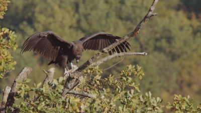 Черен лешояд отново гнезди успешно в България