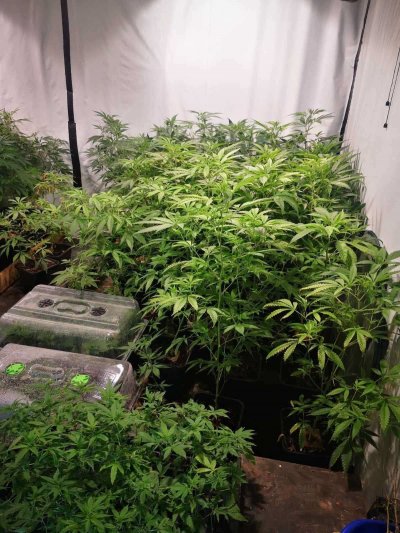 Police detained two marijuana growers who set up a greenhouse in a house thumbnail