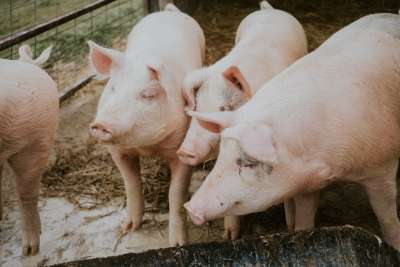 Откриха Африканска чума по свинете в лично стопанство в Съединение