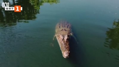 Крокодил издебна ниско прелитащ дрон над река в Австралия и