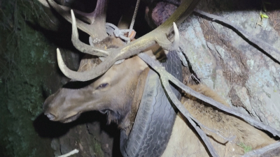 Щастлива развръзка лос беше освободен от автомобилна гума висяща