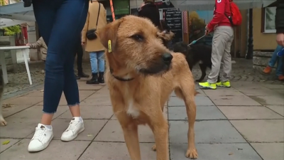 В търсене на собственици: Показват в "Капана" бездомни кучета от общинския приют в Пловдив