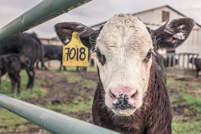 Липсват 2/3 от животните в софийски ферми, кандидатствали за субсидии
