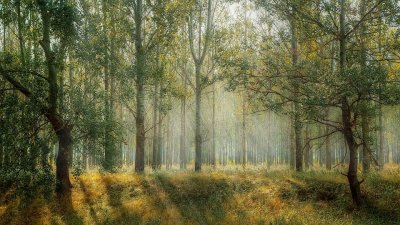 Човешката дейност кара горите да излъчват въглерод