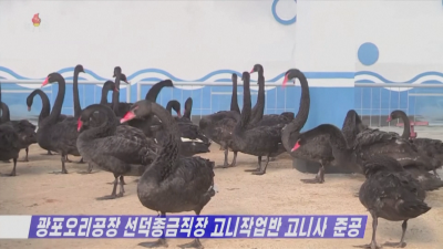 Отглеждат черни лебеди за консумация на месо в Северна Корея