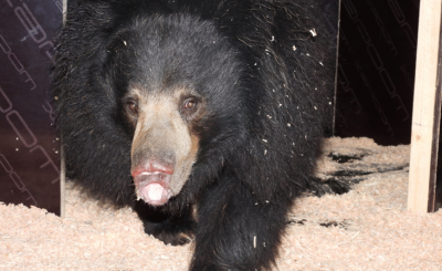 Бърнестата мечка Шрея е новият обитател на Софийския зоопарк Тя пристигна