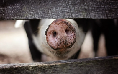 Огнище на африканска чума по свинете е открито край Пловдив