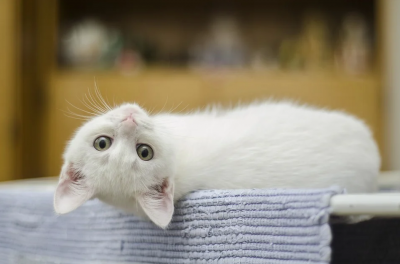 Японска компания приюти бездомни котки, за да подобри работата