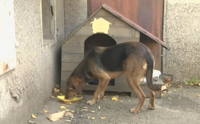 Поставят къщички за бездомните кучета в Перник
