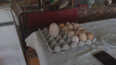 Кокошка на семейство от бургаското село Извор снесе огромно яйце