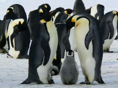 Природонаучният музей с постоянна експозиция за биоразнообразието на Антарктида За първи