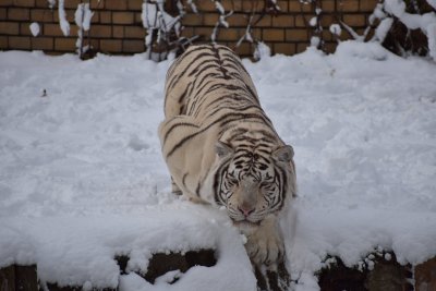 Първият сняг зарадва обитателите на Зоопарка в София (ГАЛЕРИЯ)