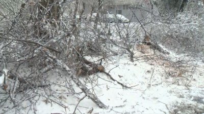 Над 35 са сигналите за паднали дървета вследствие на снега