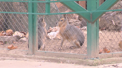Зоопаркът в Пазарджик е с подновен лиценз