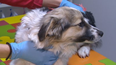 Абсурден казус: Стопани откраднаха кучето си от клиника, за да не платят лечението му