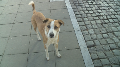 Зачестяват нападенията от бездомни кучета в Благоевград