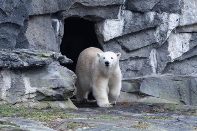Почина най-възрастната полярна мечка в Европа
