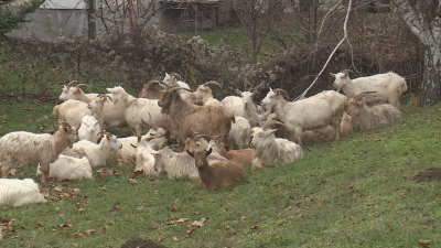 Полицията в Русе на крак заради стадо безпризорни кози