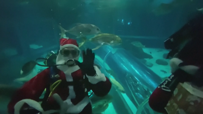 Празнично настроение: Дядо Коледа плува в аквариум в Рио
