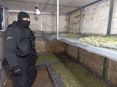 Разкриха наркооранжерия във фургони в Шуменско (СНИМКИ)