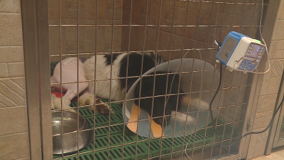 След инцидента с прегазеното куче: Граждани искат затвор за насилие над животни