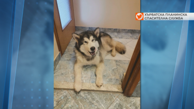 Куче в Хърватия спаси пострадалия си в планината стопанин