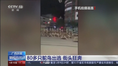 Над 80 избягали щрауса си направиха спринт в Китай (ВИДЕО)