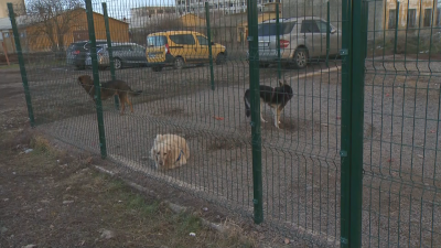 Спасителен център за кучета в Костинброд се превръща в един