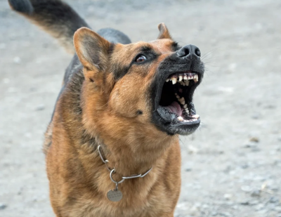Куче нападна 4 деца вчера в Южния парк в София