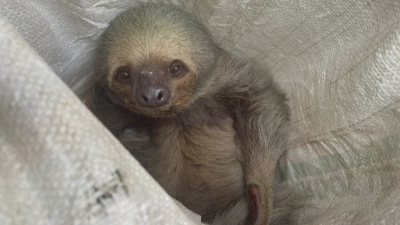 Щастлив край: Спасиха ленивец от електрически стълб